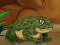 Gra Frogs Matching w Internecie