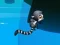 Gra Jungle Jump w Internecie