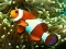 Gra Underwater Hidden Numbers w Internecie