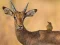 Gra Wild Deer Jigsaw w Internecie