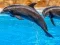 Gra Sea Dolphin Jigsaw w Internecie