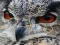 Gra Wild owl Jigsaw w Internecie