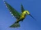 Gra Hummingbird House Escape w Internecie
