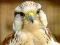 Gra Gyrfalcon Jigsaw w Internecie