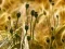 Gra Poppy Bud Jigsaw w Internecie