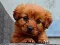 Gra Puppy Puzzle w Internecie