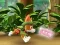 Gra Paw Patrol: Tracker's Jungle Rescue w Internecie