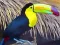 Gra Toucan Bird Jigsaw w Internecie