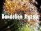 Gra Dandelion Jigsaw w Internecie
