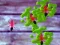 Gra Smash Ants w Internecie