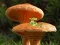 Gra Mushroom Plant Land Escape w Internecie