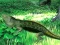 Gra Lizard Forest Escape w Internecie