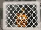 Gra Tiger Escape 1 w Internecie