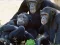 Gra Funny Chimpanzee Jungle Escape w Internecie