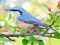 Gra Hidden Spots Birds w Internecie
