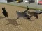 Gra Run Cat Cat Race w Internecie