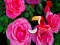 Gra Precious Rose Escape w Internecie