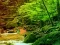 Gra Peaceful Rainbow Forest Escape w Internecie