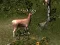 Gra Sniper Hunting Deadly Animal w Internecie