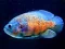 Gra Tiger Fish Jigsaw w Internecie
