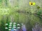 Gra Sunlight Forest Adventure w Internecie