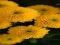 Gra Chrysanthemums Jigsaw w Internecie