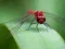 Gra Dragon Fly Jigsaw w Internecie