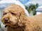 Gra Labradoodle Jigsaw w Internecie