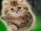 Gra Couple Kitten Escape w Internecie