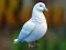 Gra Realistic Pigeon Rescue w Internecie
