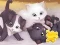 Gra Jigsaw Puzzle: Playing Cats w Internecie