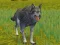 Gra The Wolf: Wild Animal Simulator w Internecie
