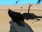 Gra Weapon w Internecie