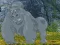 Gra Help The Hungry Chimpanzee w Internecie