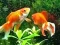Gra Blue Fish Escape w Internecie