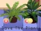 Gra Save the Plants w Internecie
