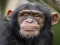 Gra Chimpanzee Jigsaw w Internecie