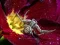 Gra Crab Spider Jigsaw w Internecie