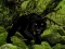 Gra Escape from Black Panther Forest w Internecie