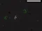 Gra Bad Timing w Internecie