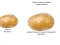 Gra Potato Construct 2 Edition w Internecie