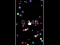 Gra Pop Ball w Internecie