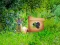Gra Return To Alsunga Forest w Internecie