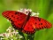 Gra Nature Jigsaw Puzzle Butterfly w Internecie