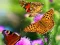 Gra Butterfly Slide w Internecie