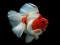 Gra Gold Fish Jigsaw Puzzle w Internecie