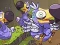 Gra Save The Dodos w Internecie
