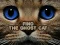 Gra Find the Ghost Cat w Internecie
