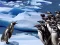 Gra Penguins Slide w Internecie