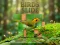 Gra Birds Slide w Internecie